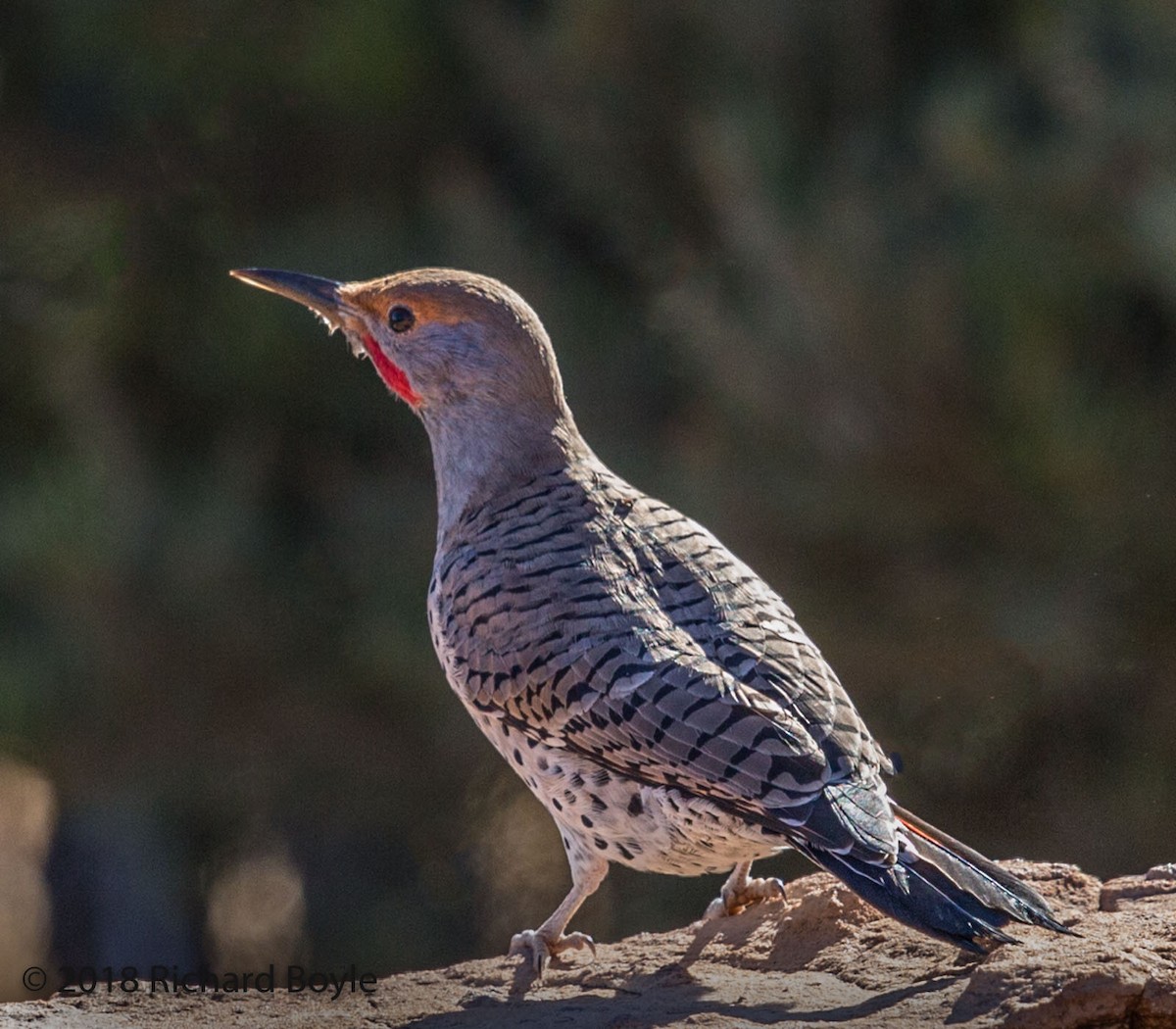 Northern Flicker - ML124816071
