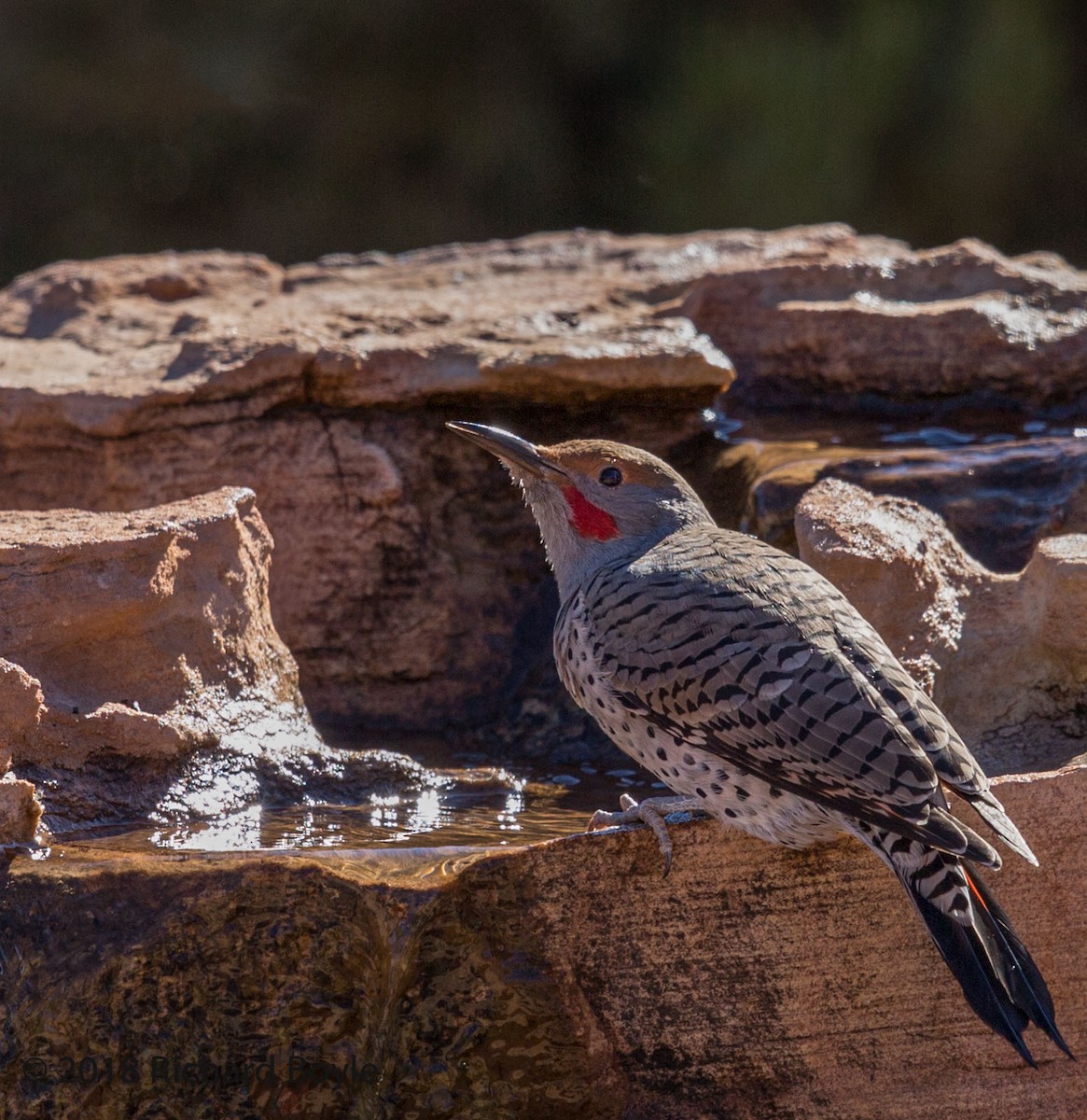 Northern Flicker - ML124816081