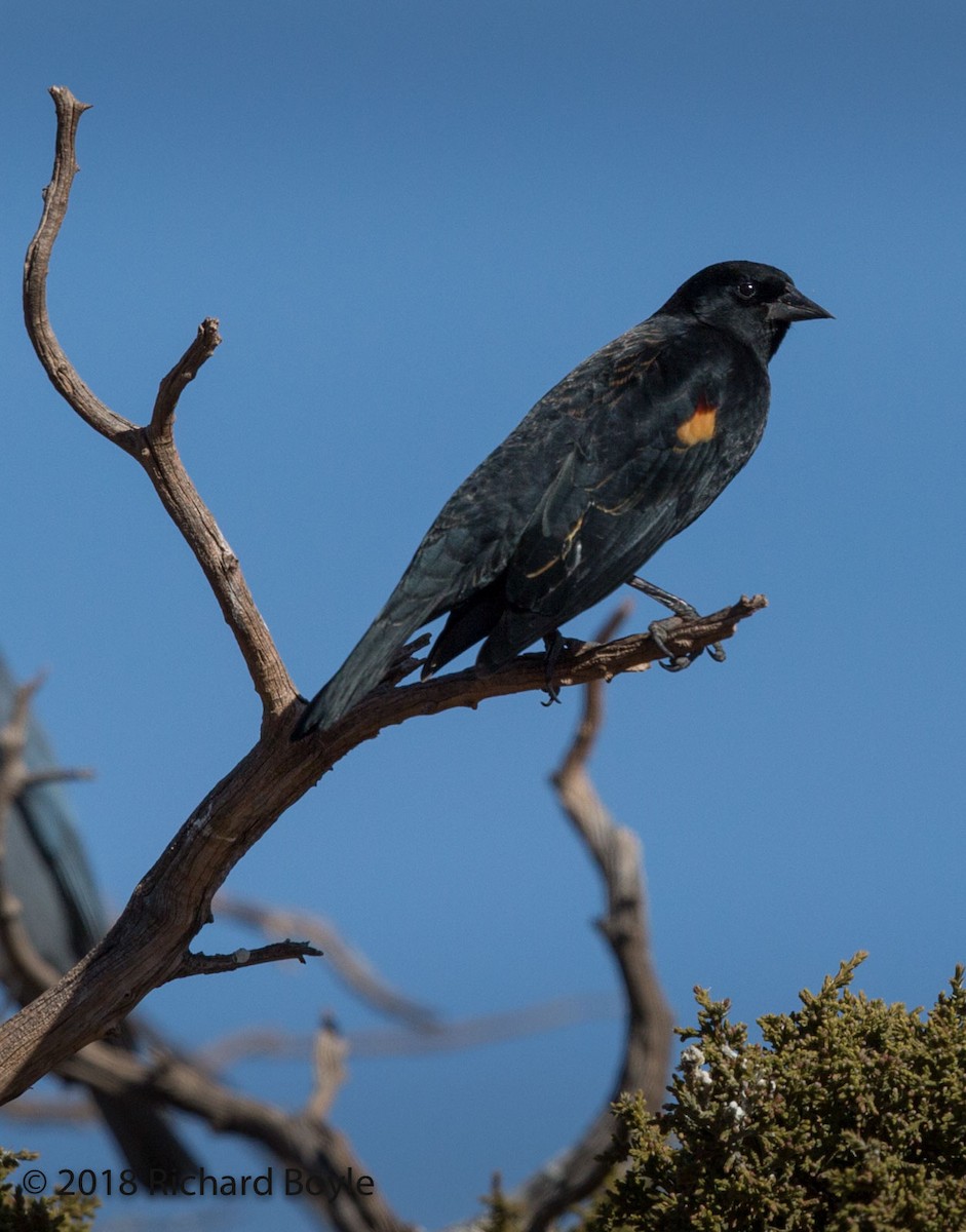 Red-winged Blackbird - Richard Boyle