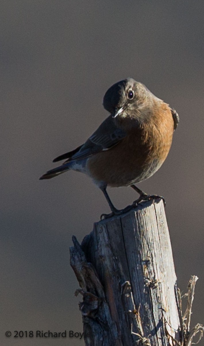Western Bluebird - Richard Boyle