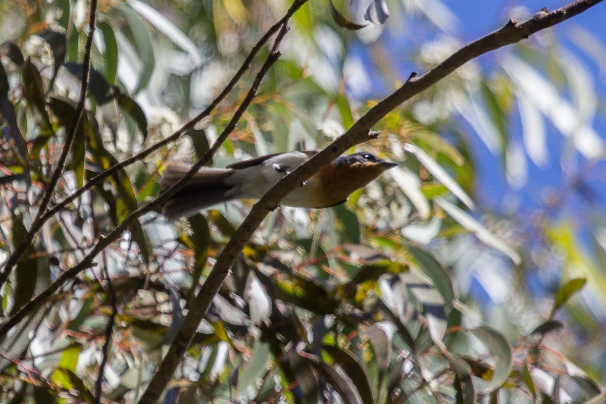 Satin Flycatcher - ML124816961