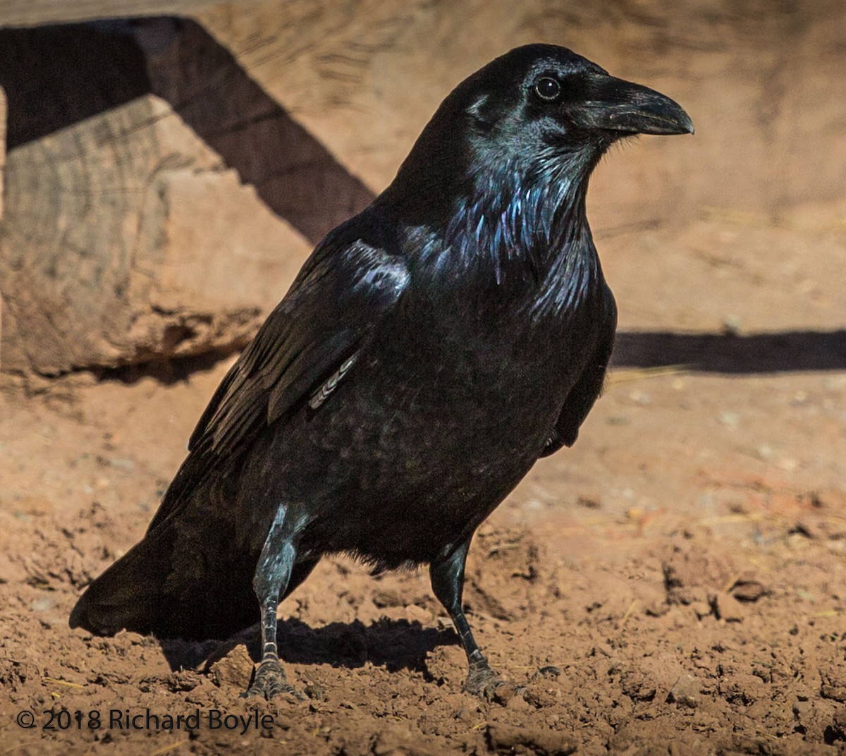 Common Raven - ML124817121