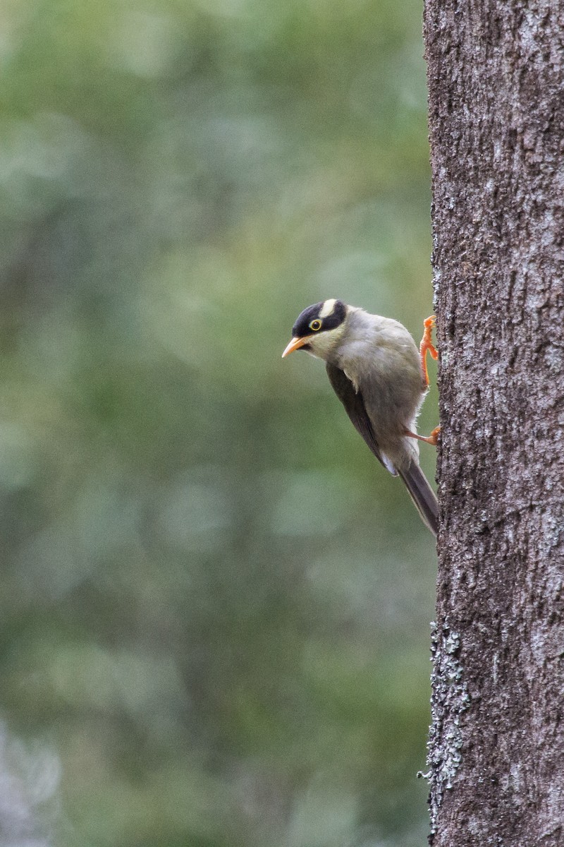 Strong-billed Honeyeater - ML124818511