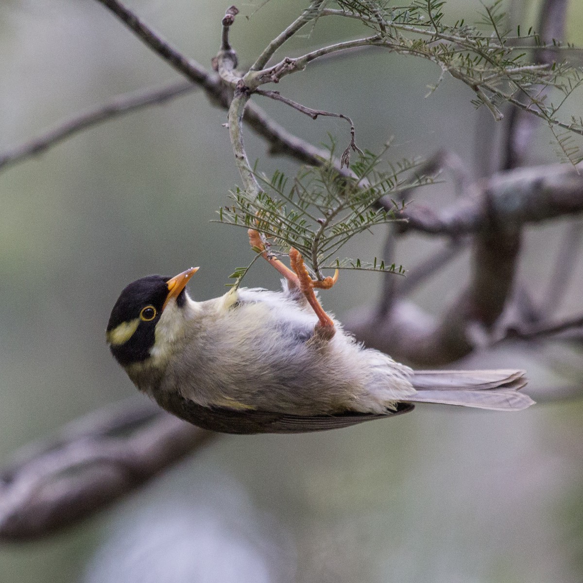 Strong-billed Honeyeater - ML124818541