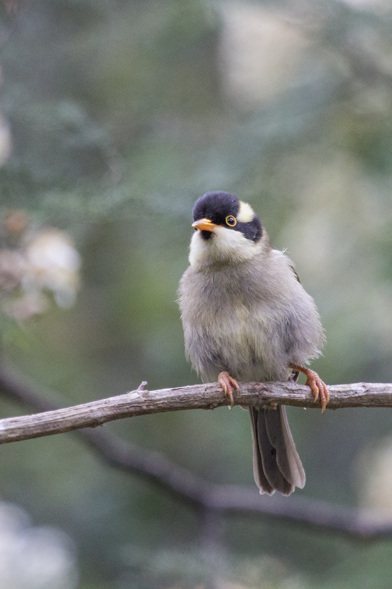 Strong-billed Honeyeater - ML124818551