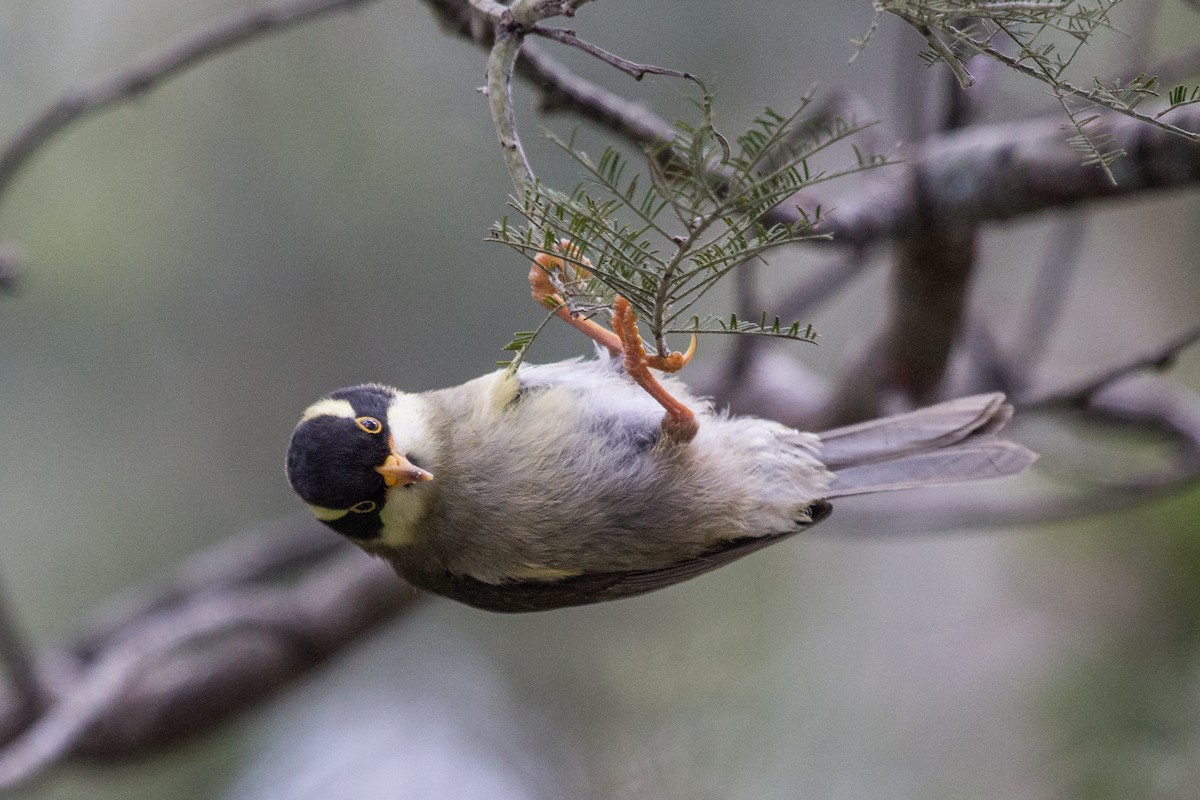 Strong-billed Honeyeater - ML124818561