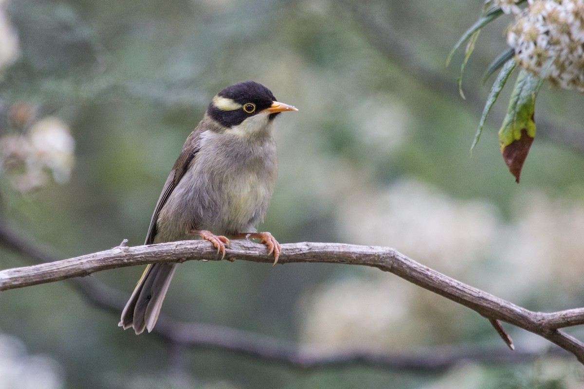 Strong-billed Honeyeater - ML124818571