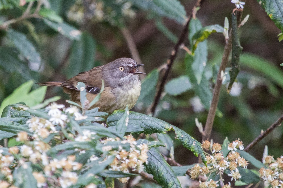 Tasmanian Scrubwren - ML124818641