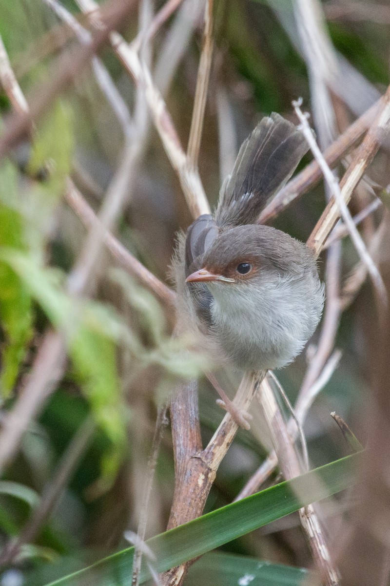 Superb Fairywren - ML124818651