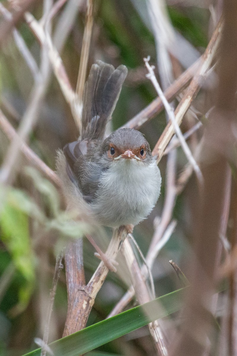 Superb Fairywren - ML124818661