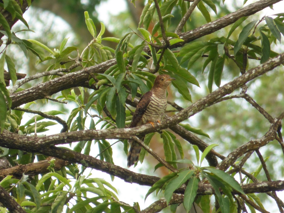 Himalayan Cuckoo - ML124818841