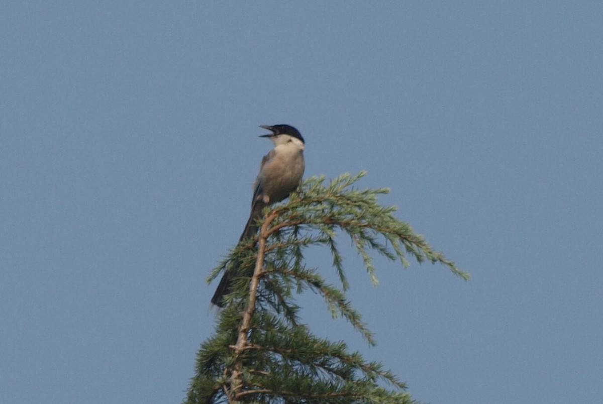 Azure-winged Magpie (Japanese) - ML124819021