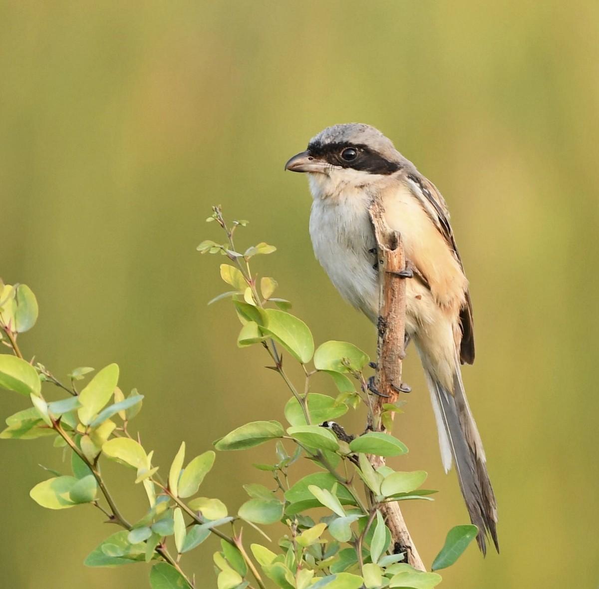 Long-tailed Shrike - ML124819411