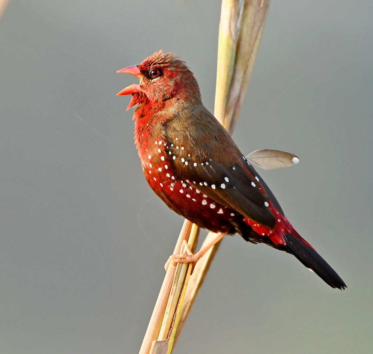 Red Avadavat - Sujata Phadke