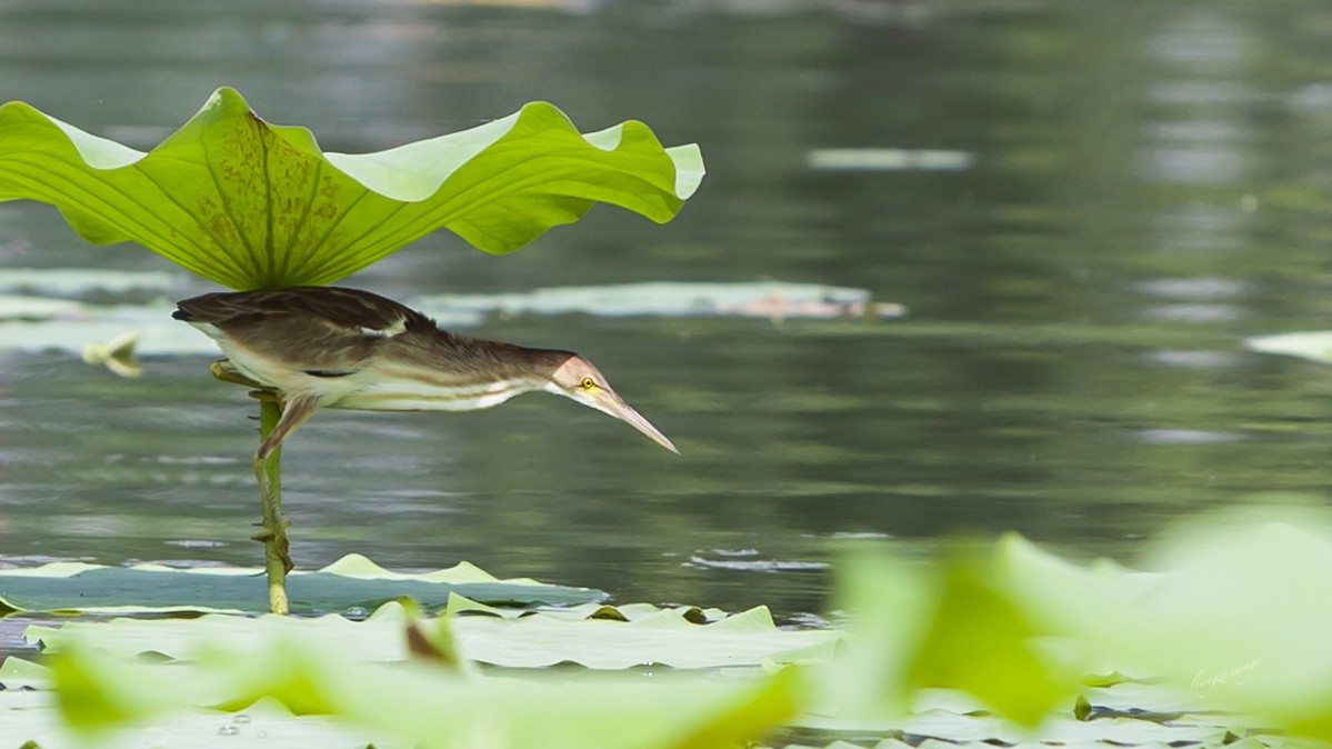 Yellow Bittern - ML124820561