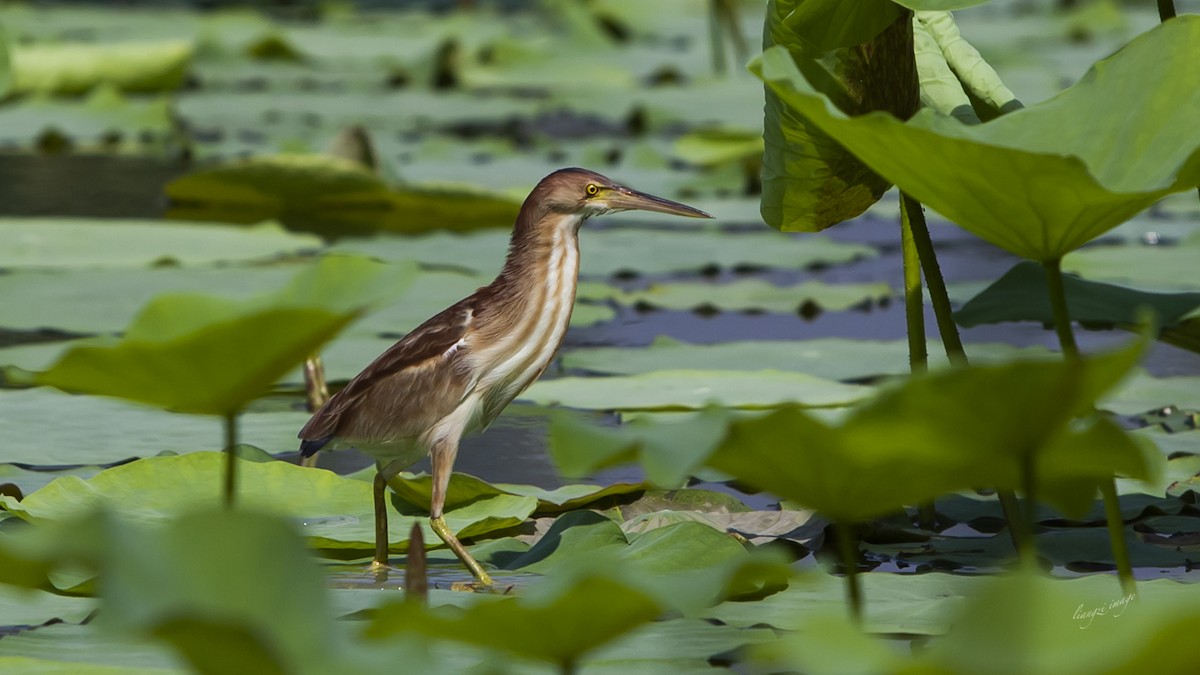 Yellow Bittern - ML124820571