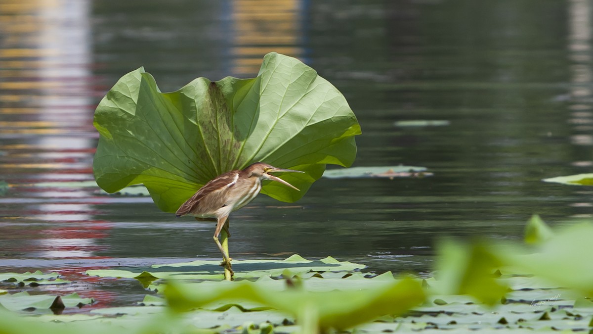 Yellow Bittern - ML124820591