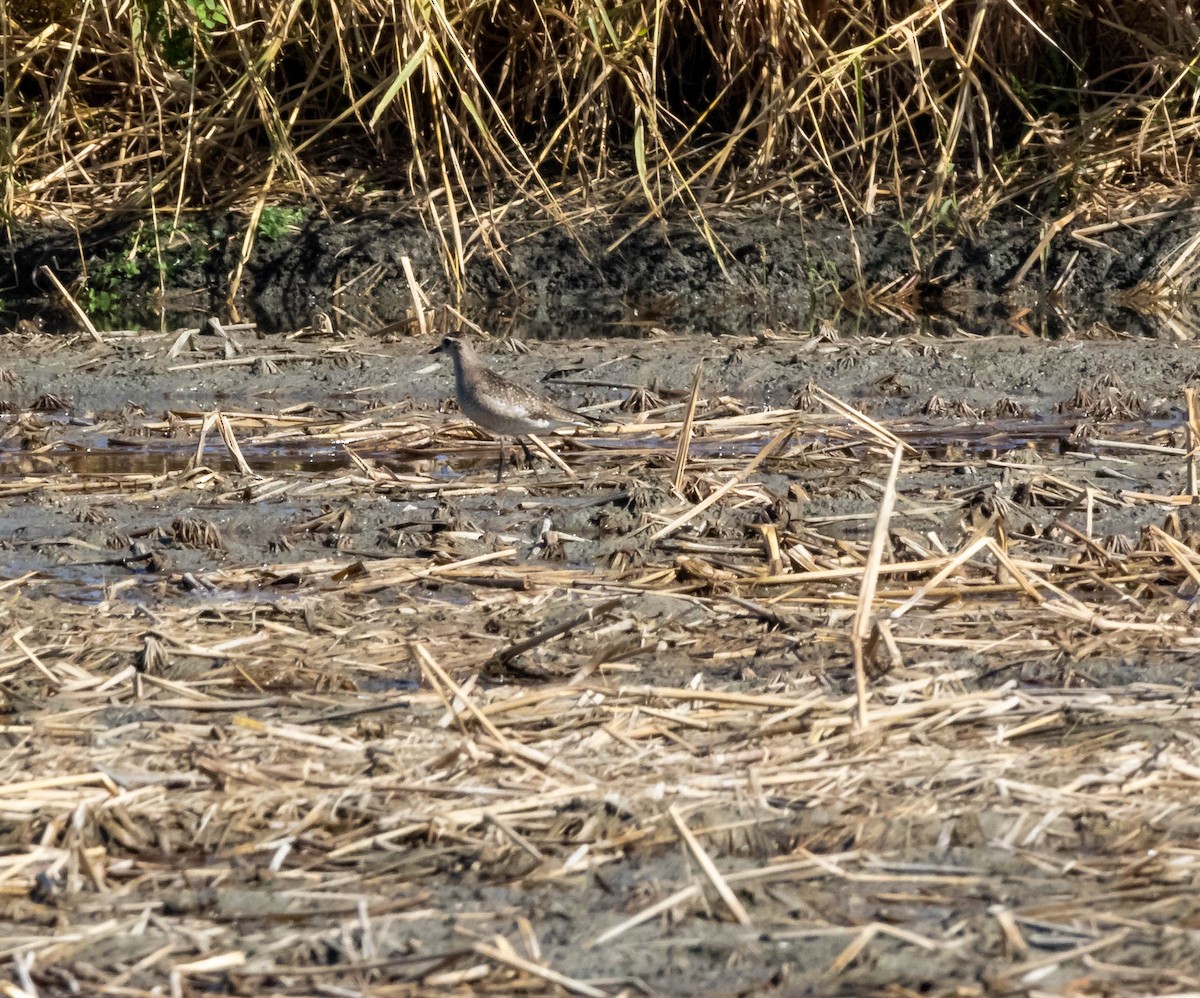 American Golden-Plover - ML124820881