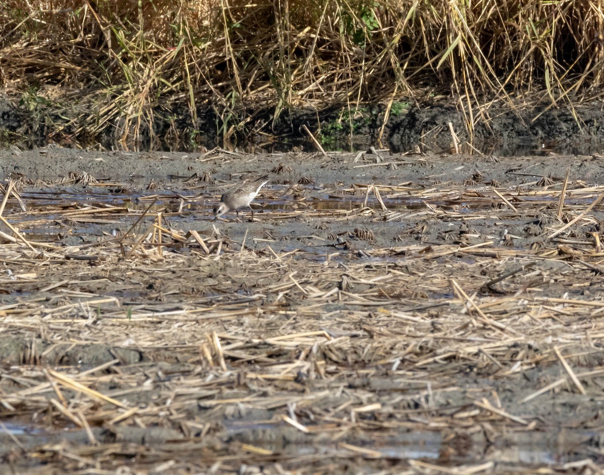 American Golden-Plover - Nancy & Bill LaFramboise