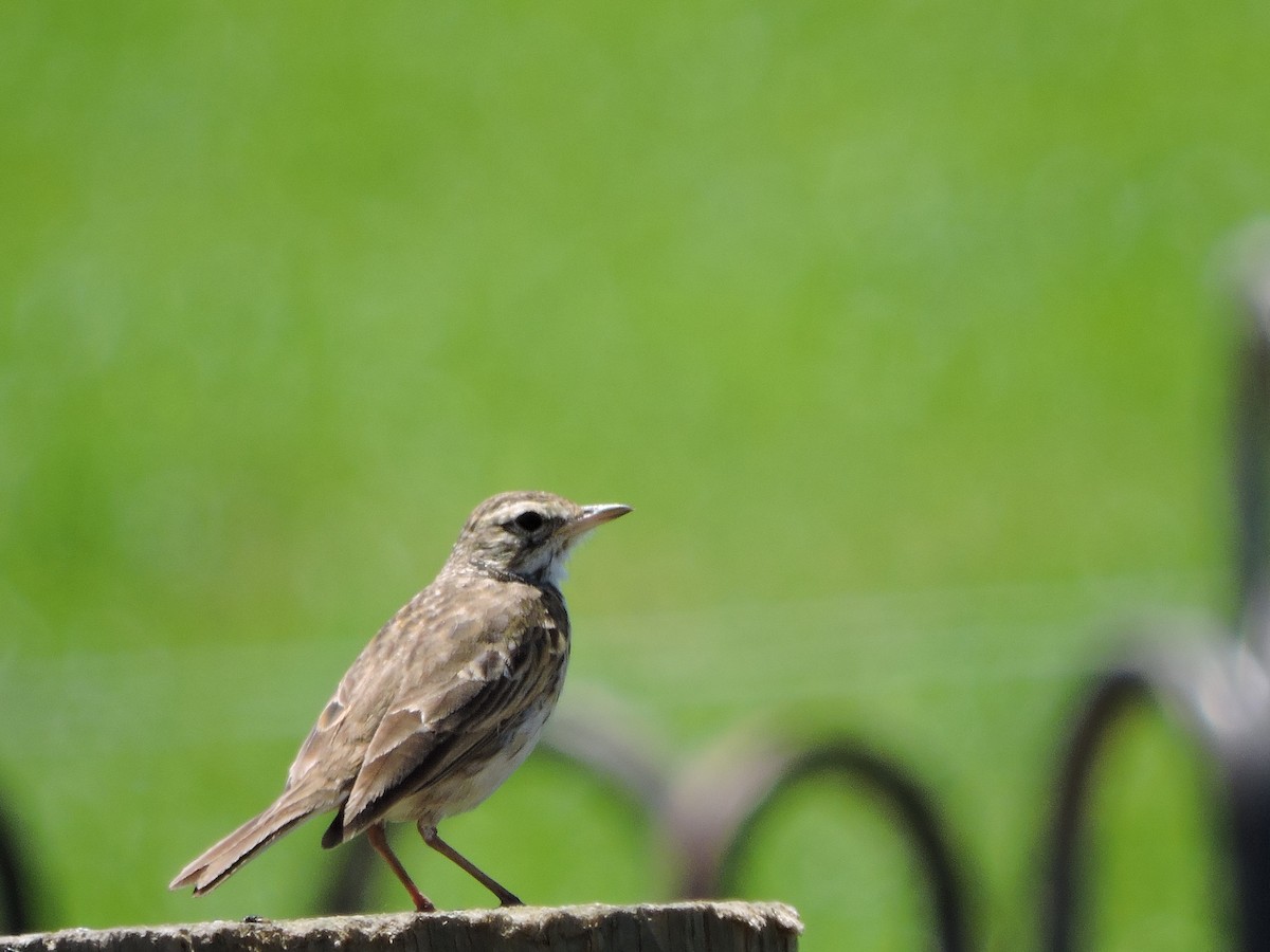 Bisbita Neozelandés (grupo australis) - ML124821351