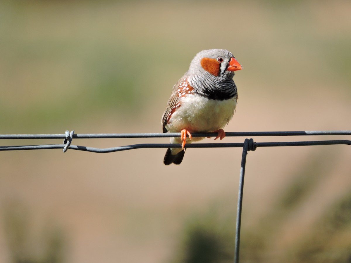 Zebra Finch - ML124821521