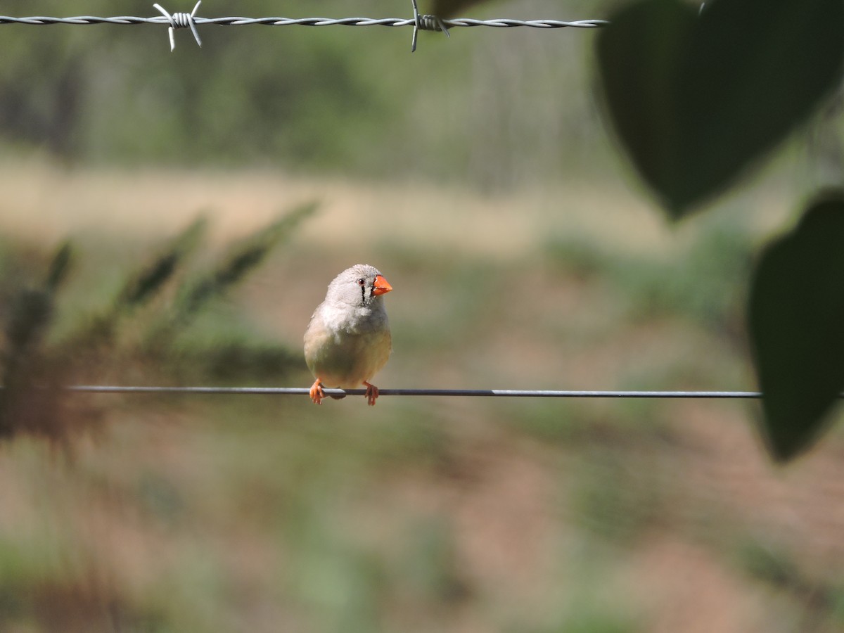 Zebra Finch - ML124821531