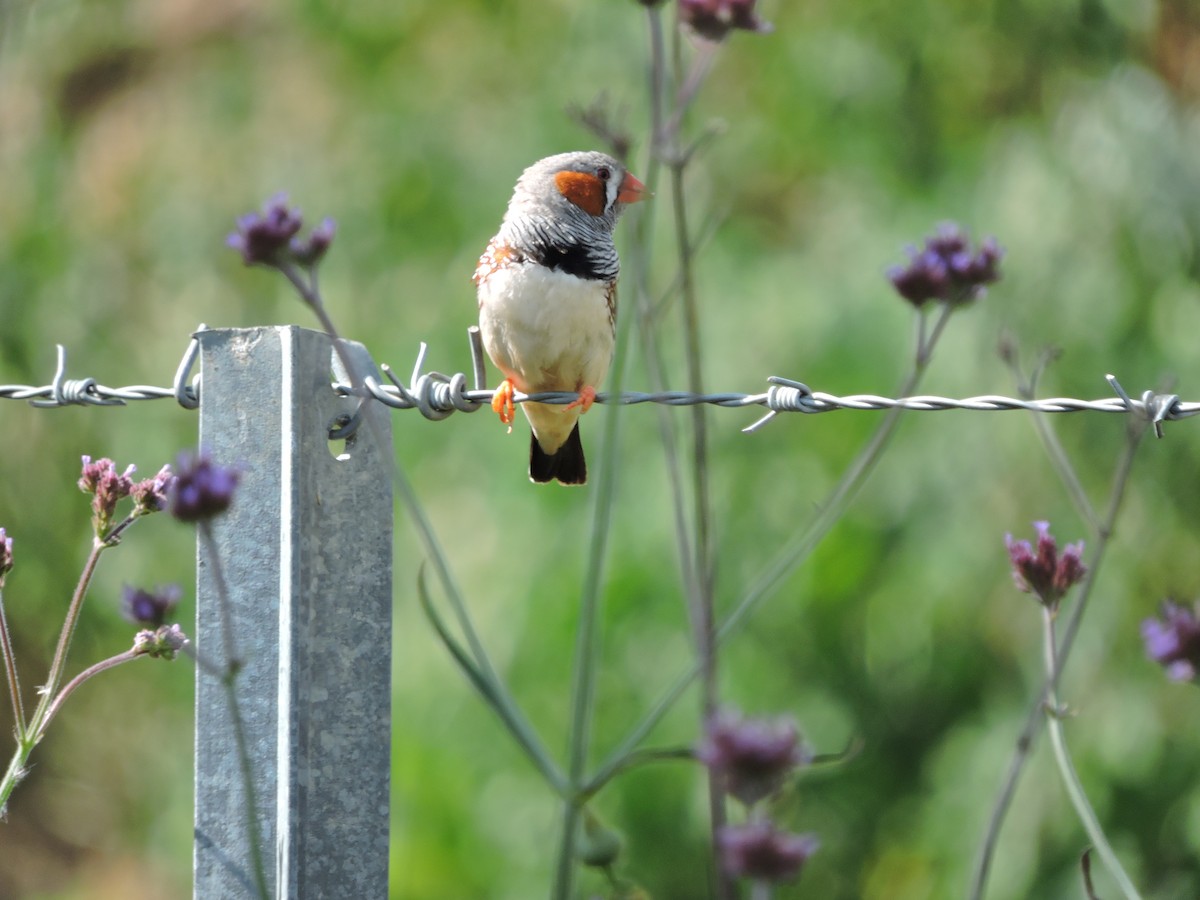 Zebra Finch - Patrick Moss