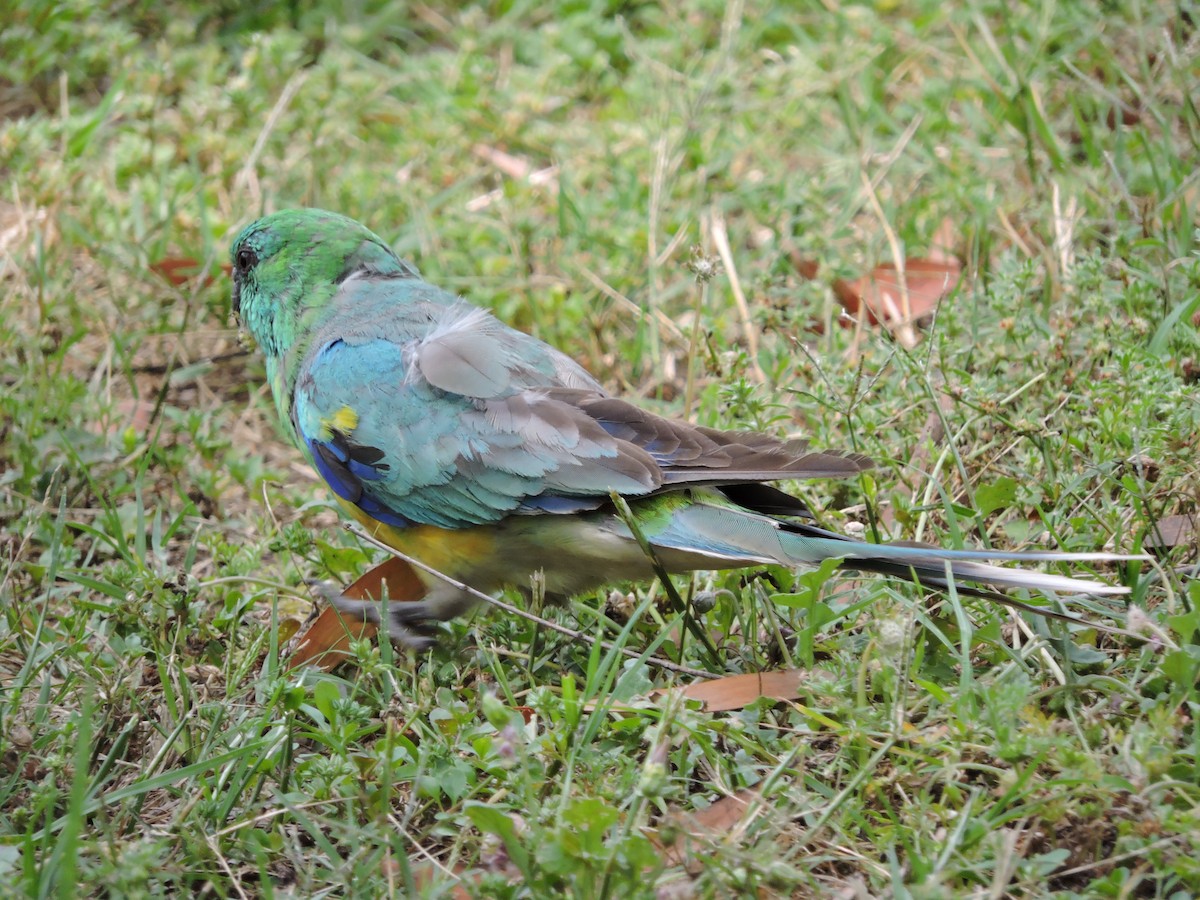 Red-rumped Parrot - Patrick Moss
