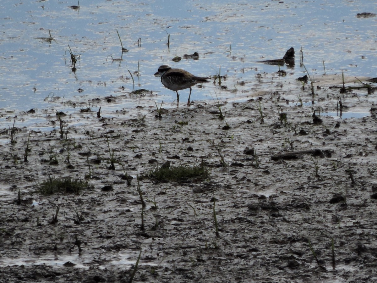 Black-fronted Dotterel - Patrick Moss