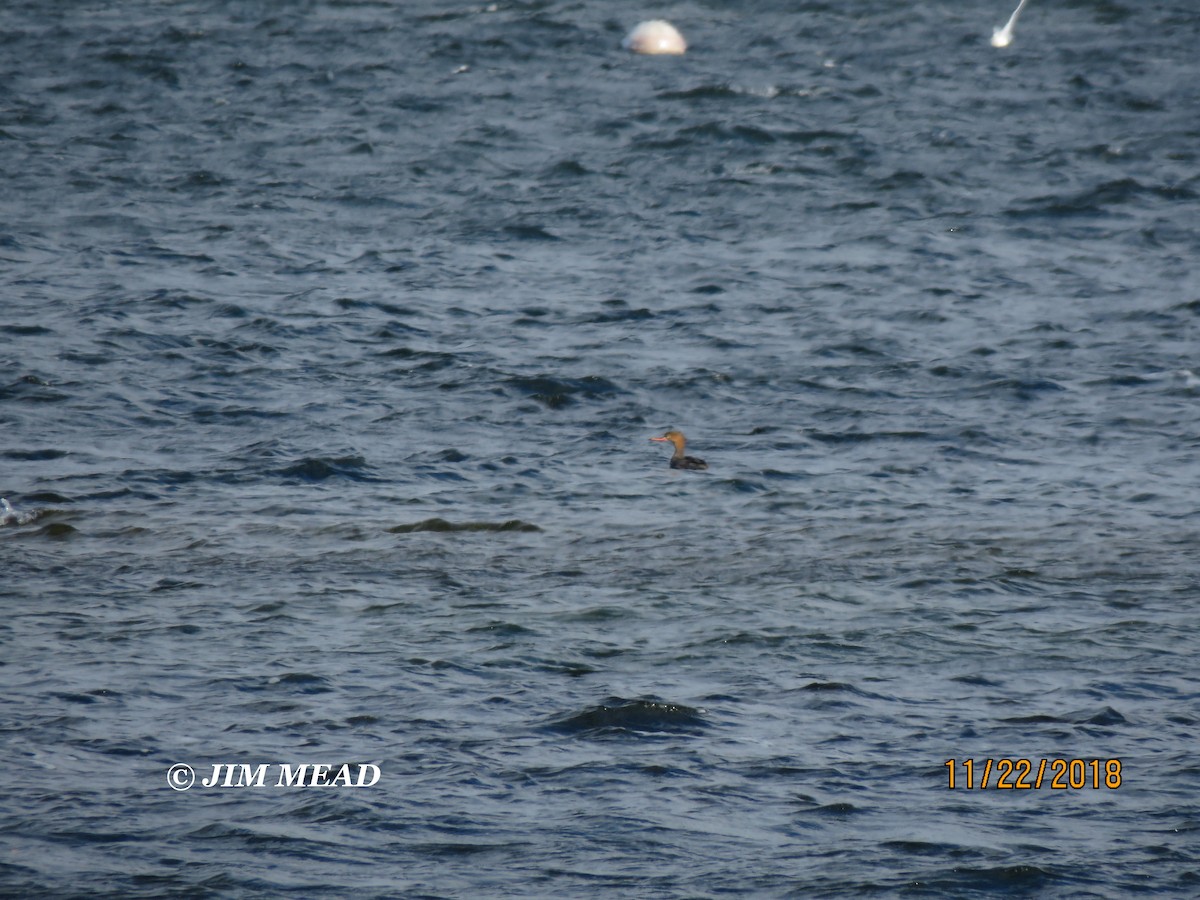 Red-breasted Merganser - ML124822261