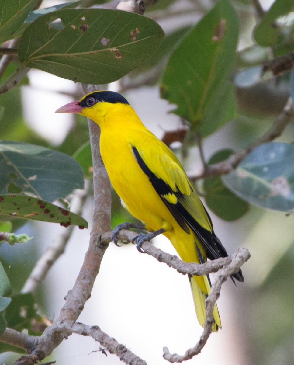 Black-naped Oriole - ML124823831