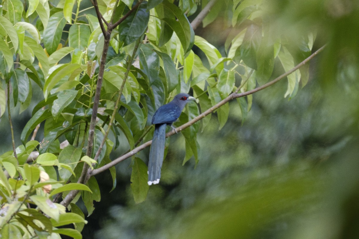 Green-billed Malkoha - ML124824751