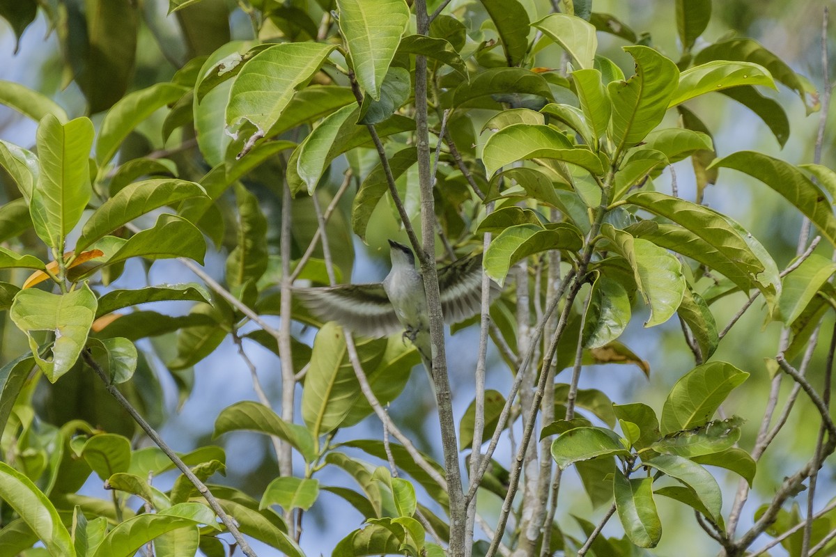 Ashy Minivet - ML124825121