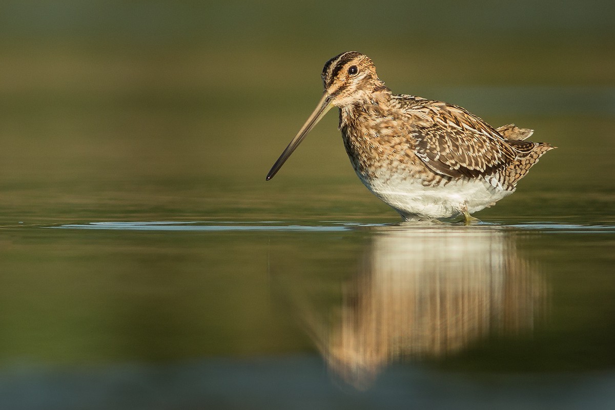 Common Snipe - ML124826611