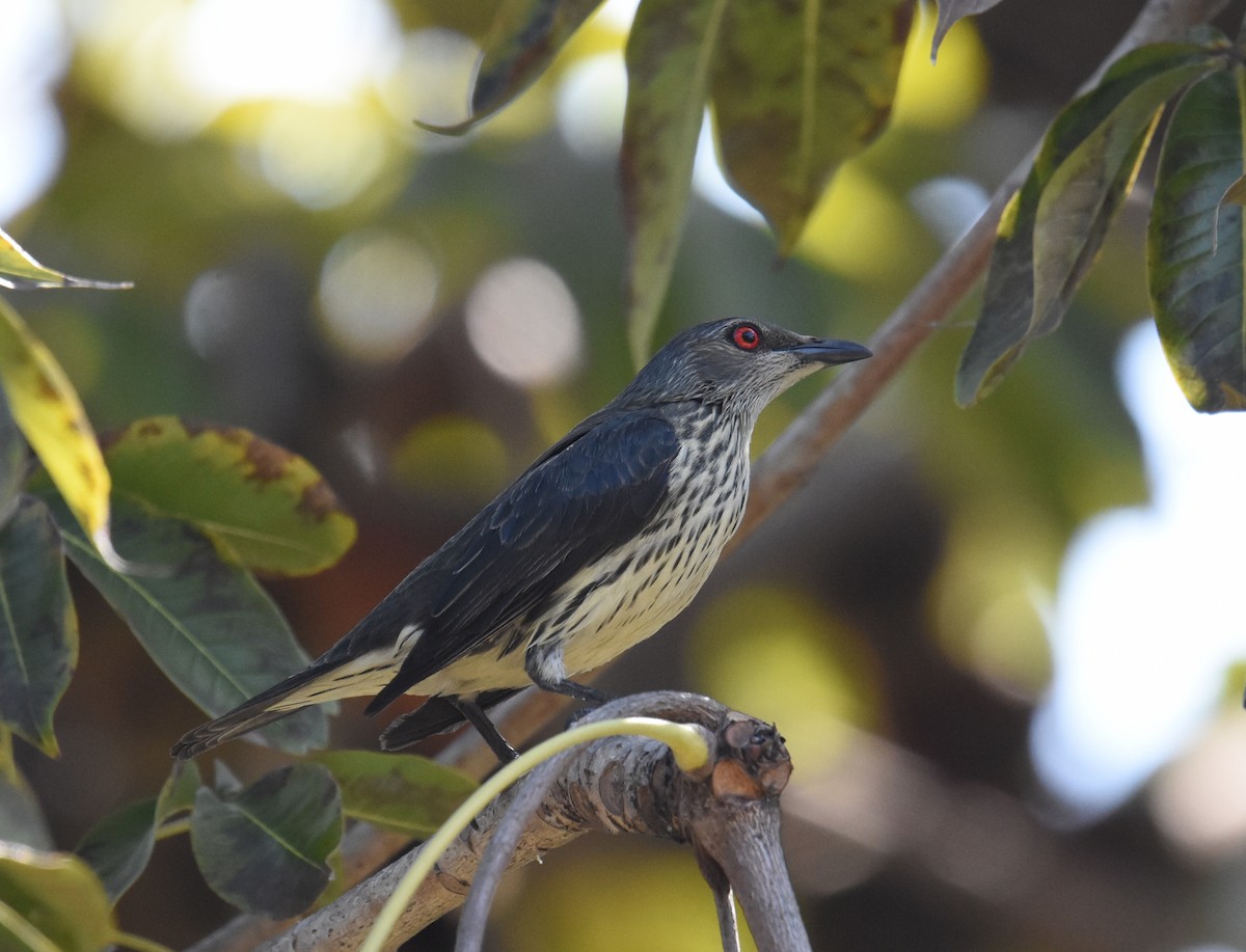 Asian Glossy Starling - ML124828601