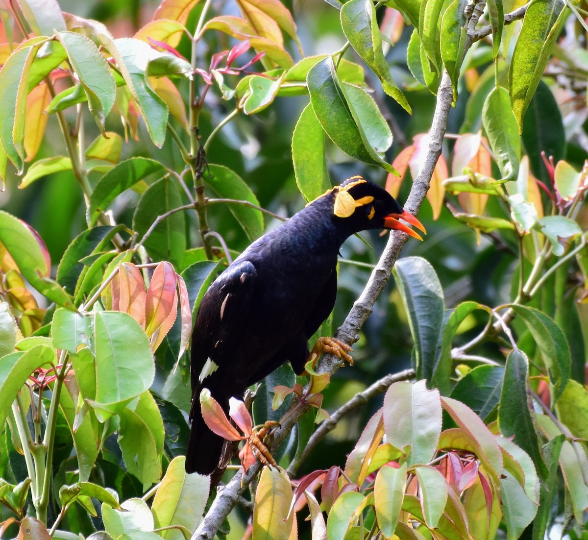 Southern Hill Myna - mathew thekkethala