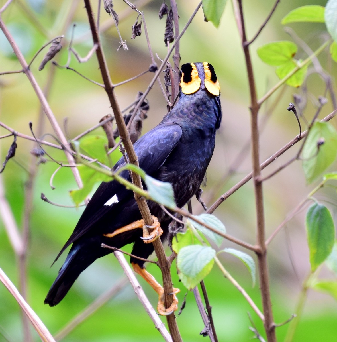 Southern Hill Myna - ML124829641