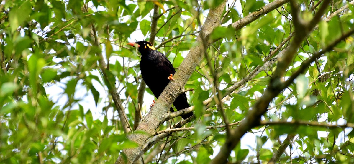 Southern Hill Myna - ML124829861