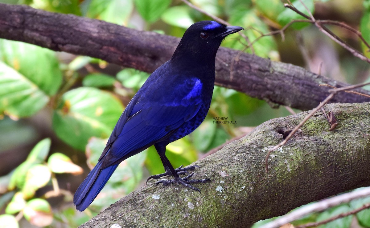 Малабарская синяя птица - ML124830031