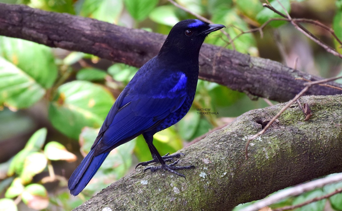 Malabar Whistling-Thrush - ML124830031