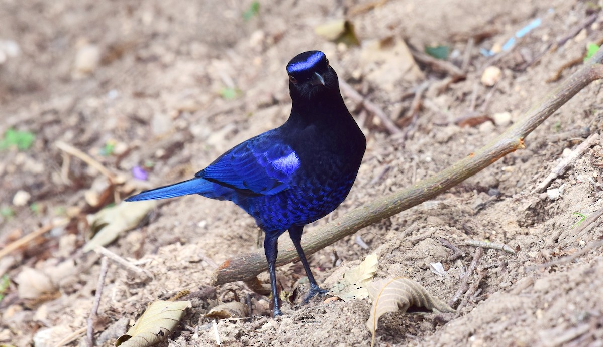 Малабарская синяя птица - ML124830141