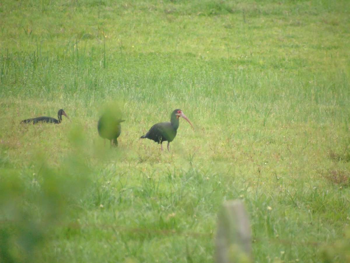 Sharp-tailed Ibis - ML124835161