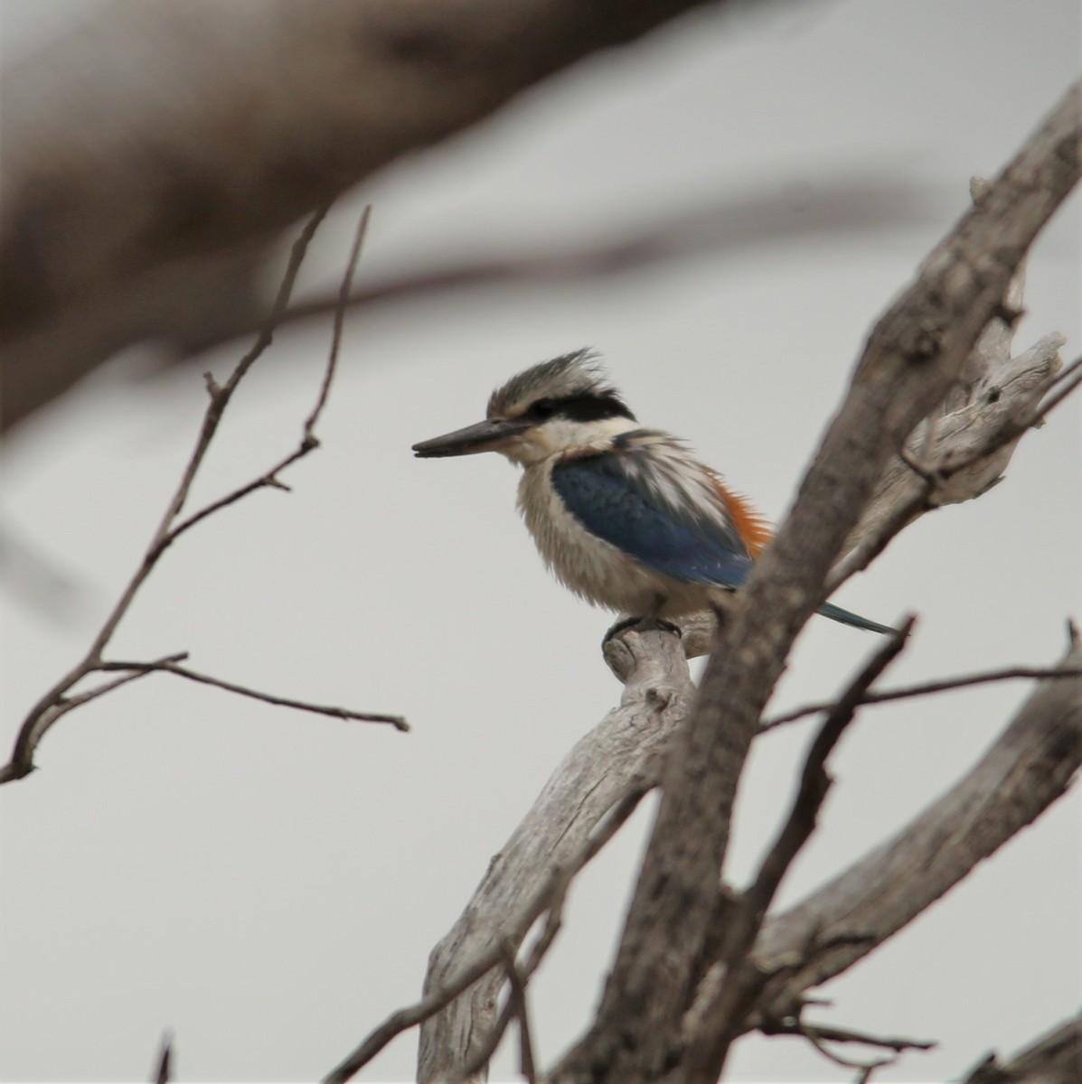 Red-backed Kingfisher - ML124835761