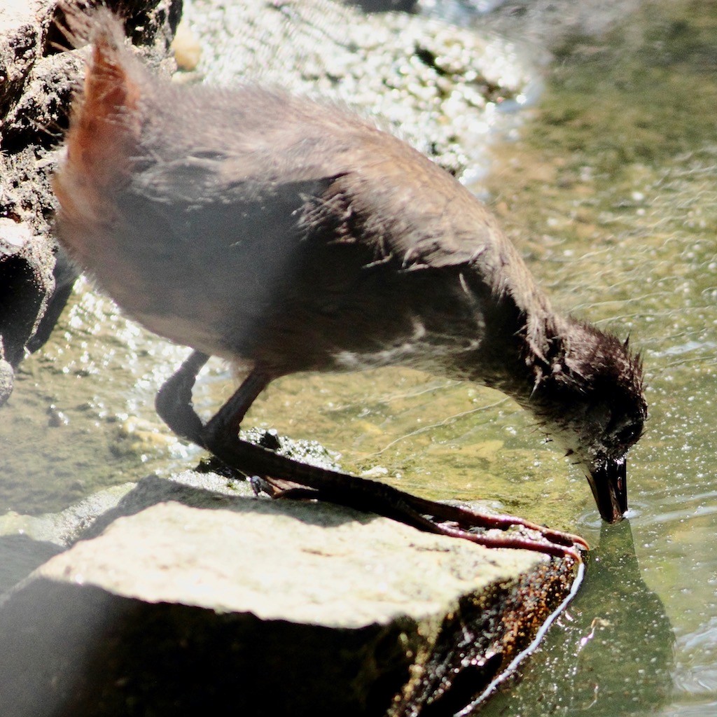 White-breasted Waterhen - ML124836831