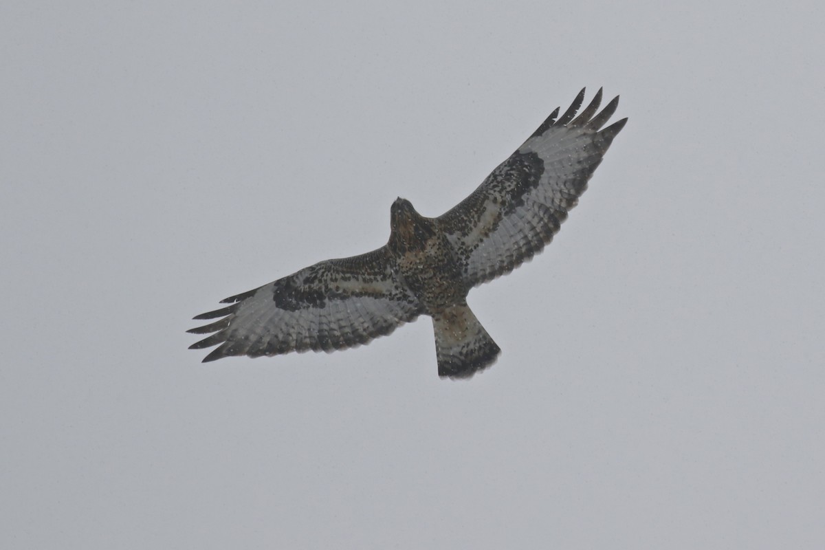 eBird Checklist - 27 Oct 2017 - Hawk Ridge Bird Observatory (am shore ...