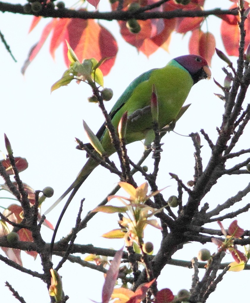 Plum-headed Parakeet - ML124837951