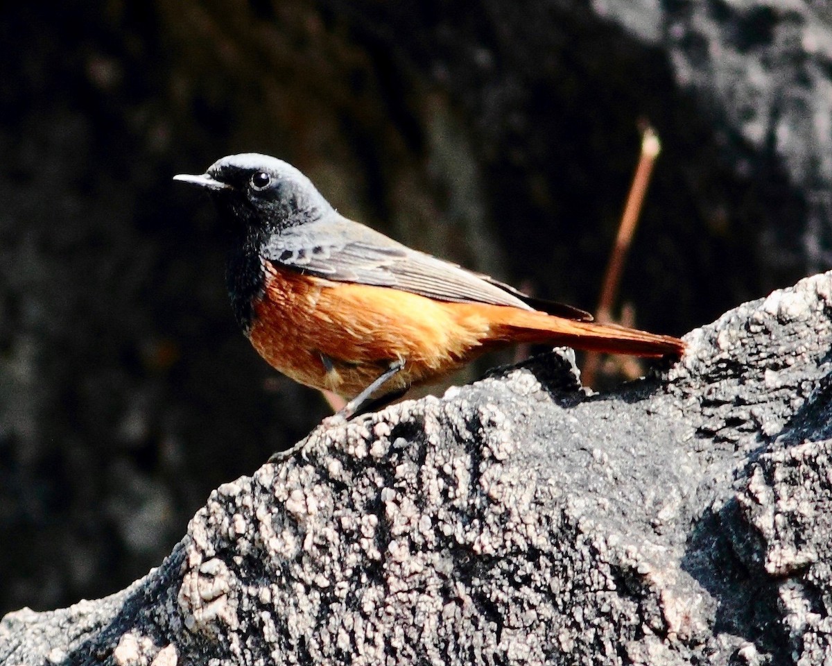 Black Redstart - ML124838111