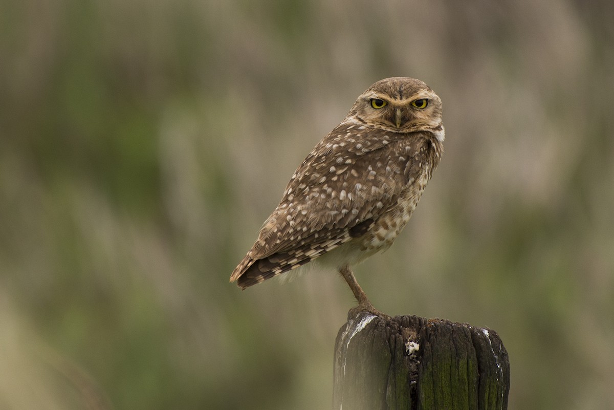 Burrowing Owl - João Salvador