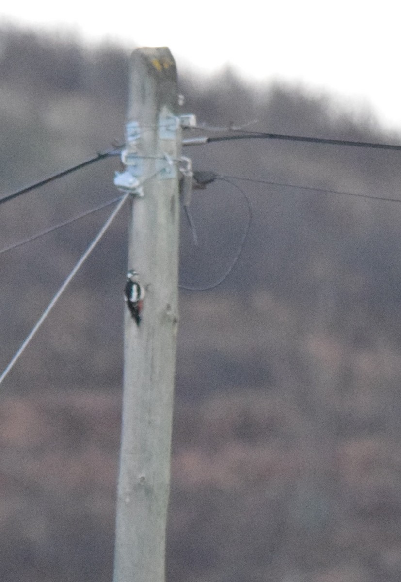 Great Spotted Woodpecker - ML124839221