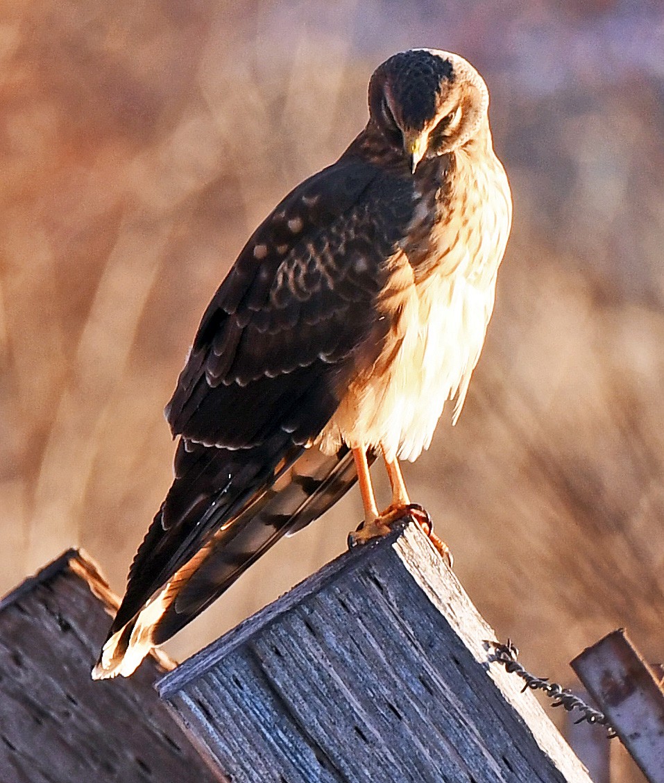 Northern Harrier - ML124839841